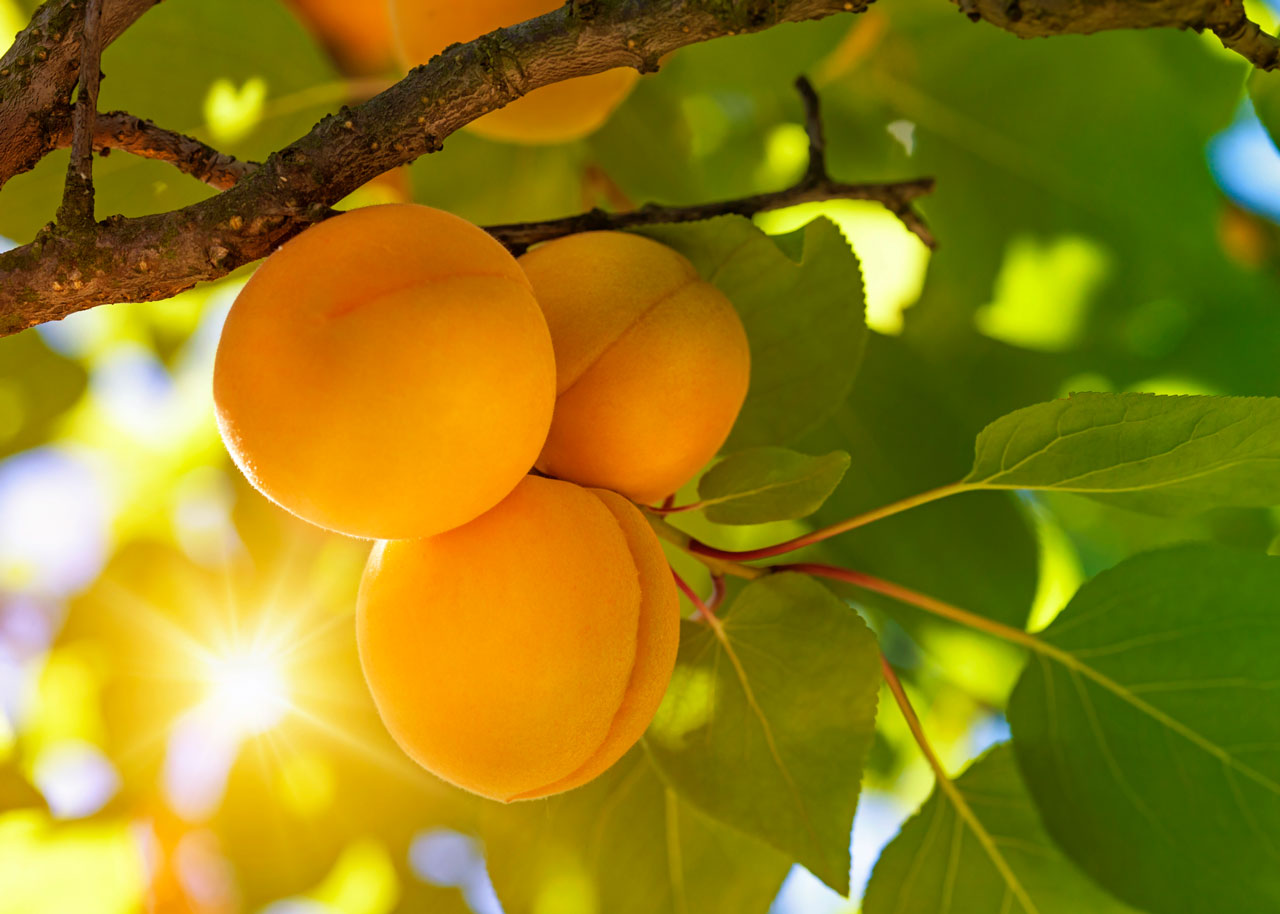 Obstbaum